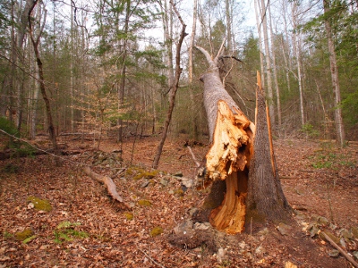 [View of same lightening hit tree looking down the fallen length of the top of the tree.]